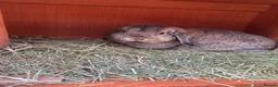 Mini Lop rabbits for sale: Female mini lop  - Advert 2