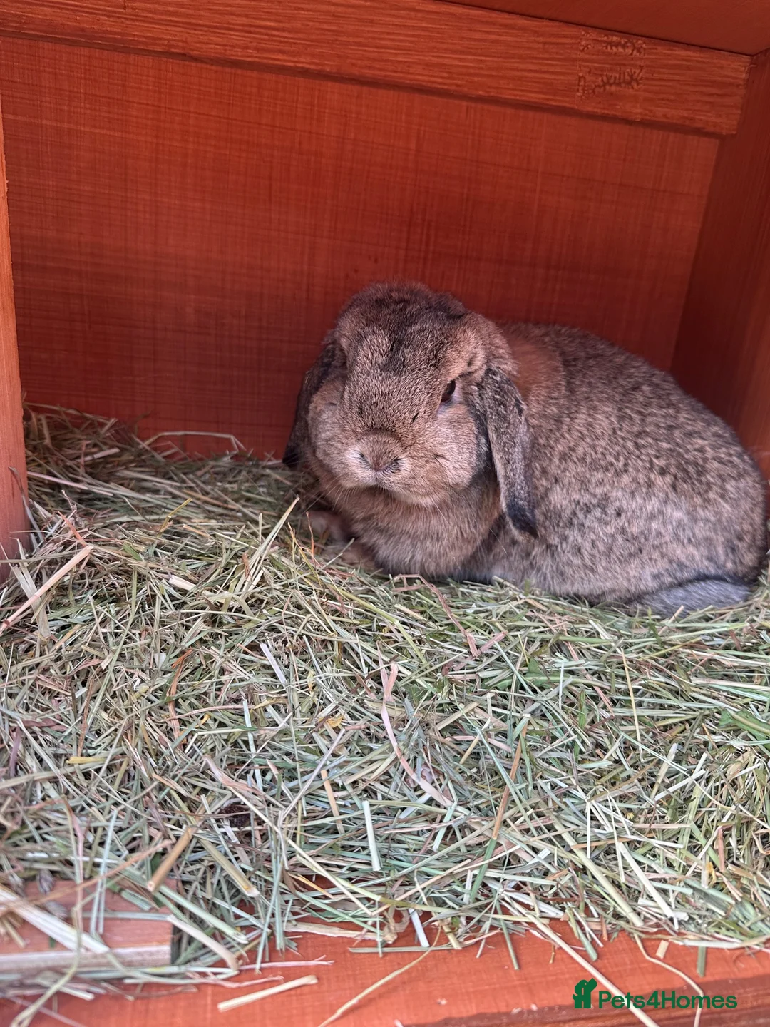 Mini Lop rabbits for sale: Female mini lop  - Advert 2
