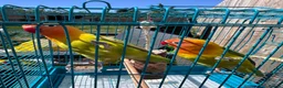 Lovebirds birds for sale: Breeding lovebirds  - Advert 9