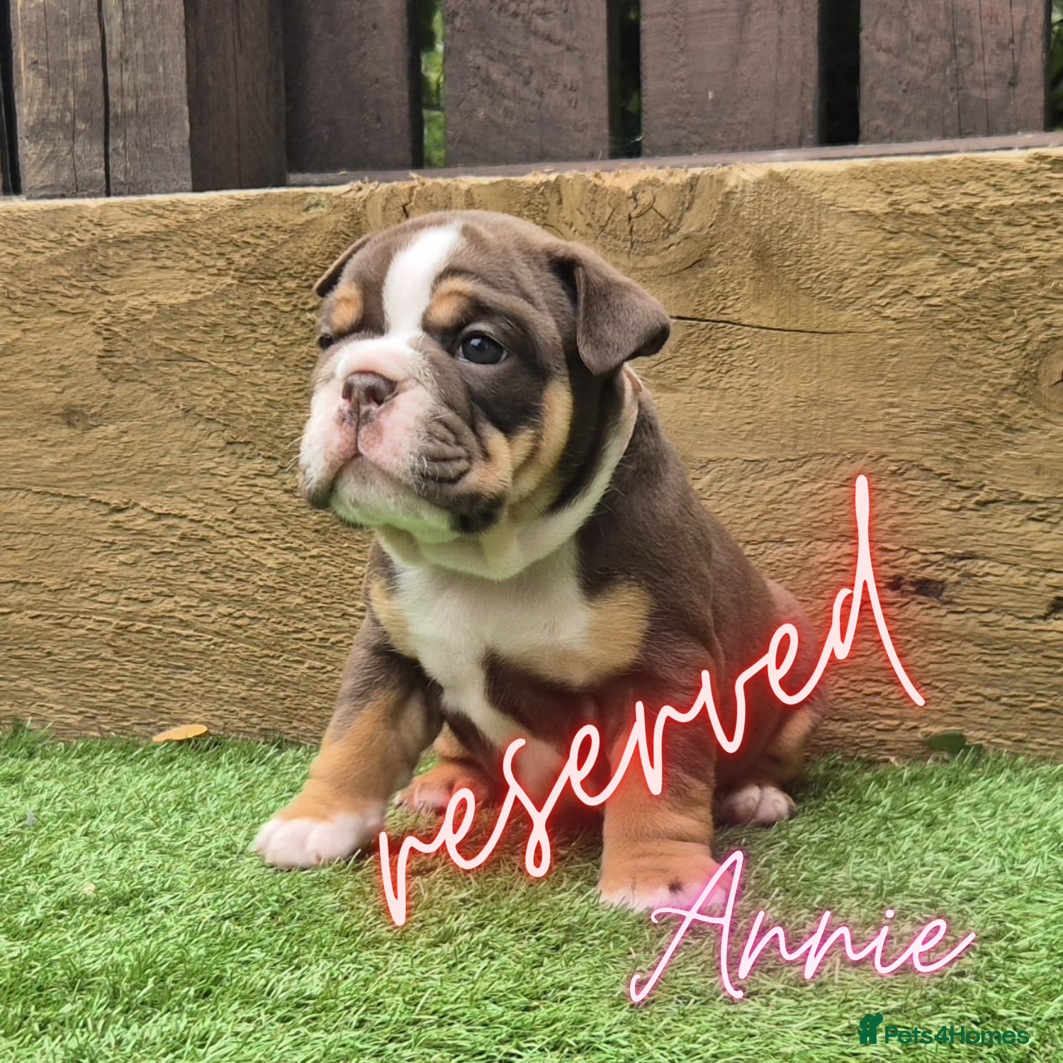 English Bulldog dogs Exceptional KC Registered British Bulldog Puppies - Advert 2