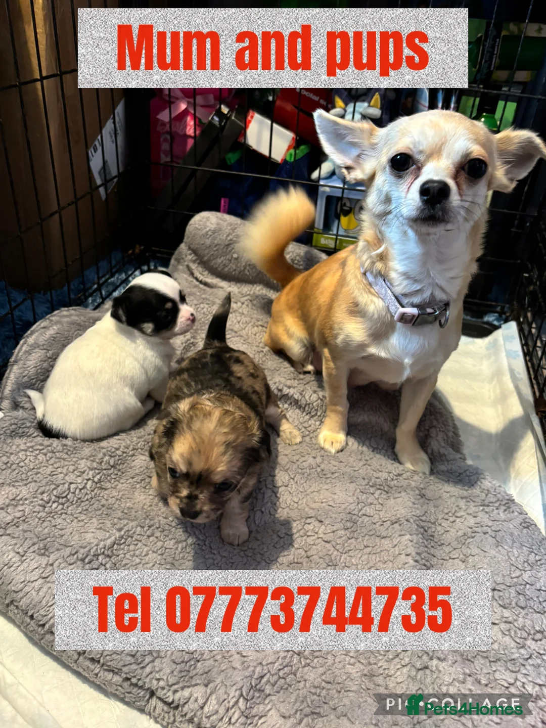 Chihuahua dogs for sale: Stunning chihuahua pups available boy&girl  - Advert 1