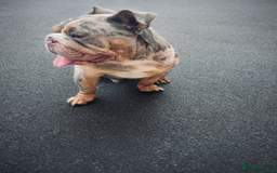 English Bulldog dogs for stud: Up for stud £200  - Advert 4