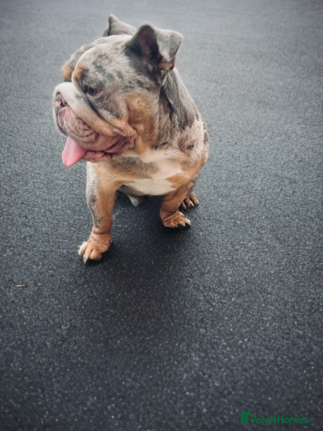 English Bulldog dogs for stud: Up for stud £200  - Advert 4