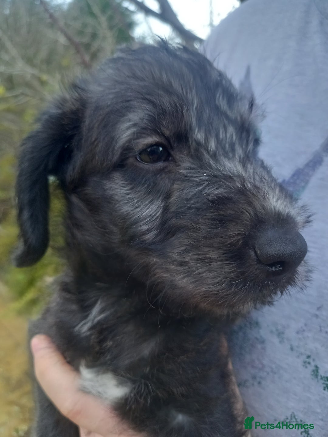 Bedlington Terrier dogs for sale: 7/8 Bedlington 1/8 whippet puppies  - Advert 16