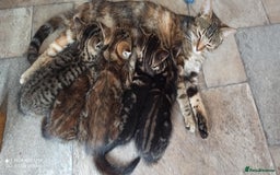 British Shorthair cats for sale: Beautiful tabby kittens - Image 13