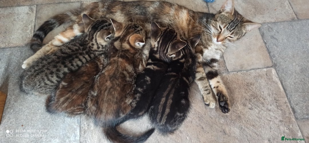 British Shorthair cats for sale: Beautiful tabby kittens - Image 13