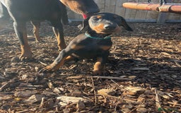 Dobermann dogs for sale: Doberman pups - Advert 2