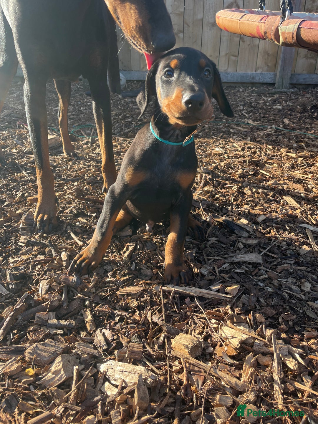 Dobermann dogs for sale: Doberman pups - Advert 2