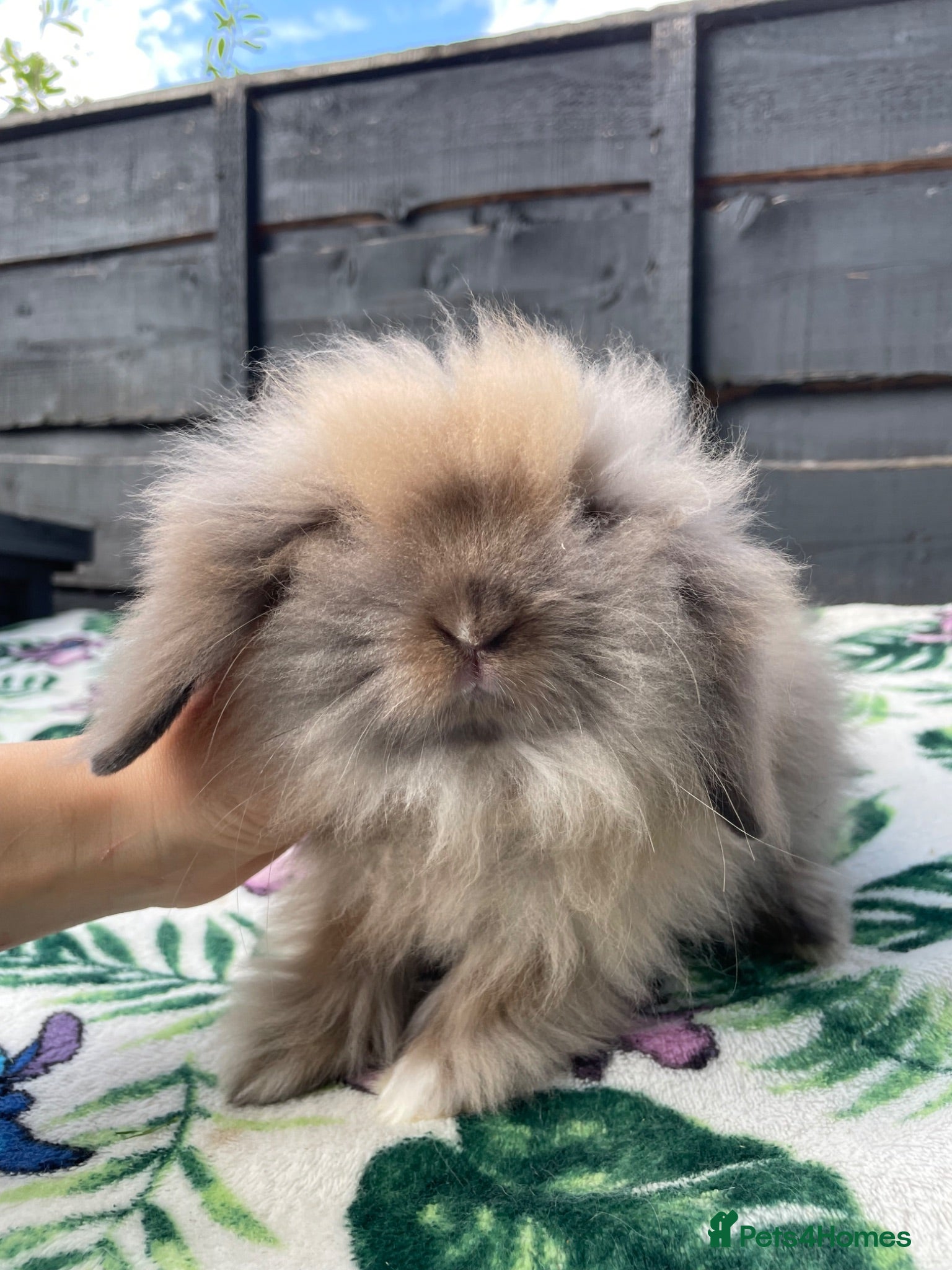 Mini Lion Lop rabbits Beautiful Mini Lion Lops - Ready to Reserve - Advert 1