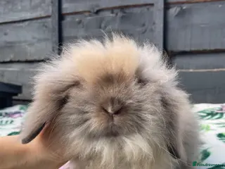 Mini Lion Lop rabbits Beautiful Mini Lion Lops - Ready to Reserve - Advert 17