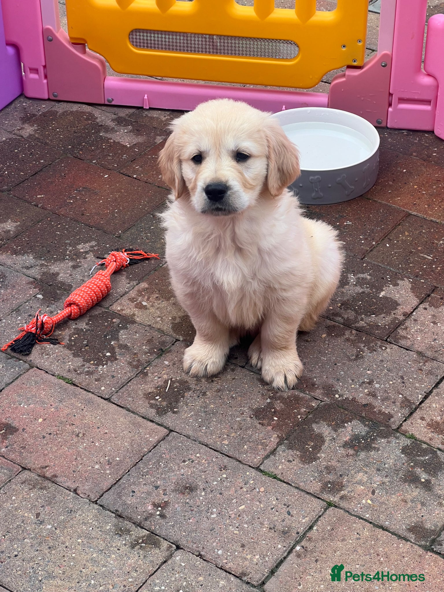 Golden Retriever dogs READY NOW! QUALITY KC REG CHUNKY GOLDEN RETRIEVERS - Advert 7