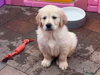 Golden Retriever dogs READY NOW! QUALITY KC REG CHUNKY GOLDEN RETRIEVERS - Advert 3