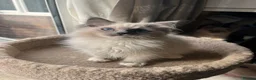 Ragdoll cats for sale: ❤️ Gorgeous ragdoll kittens ready now  ❤️ - Advert 14