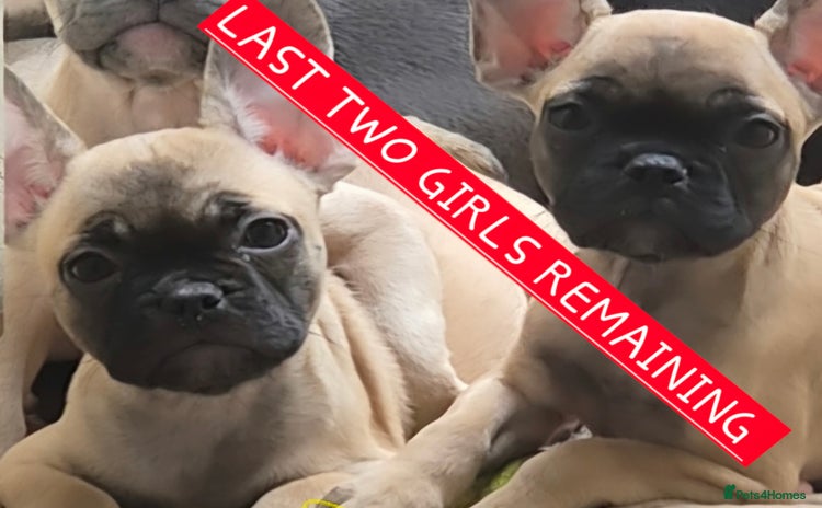 French Bulldog dogs - Advert 1