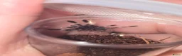 Tarantulas invertebrates for sale: Tarantula list - Advert 6