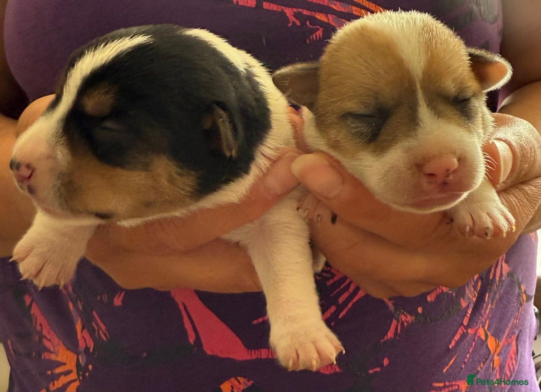 Jack Russell dogs for sale: Bred From Health Tested Parents - Image 25