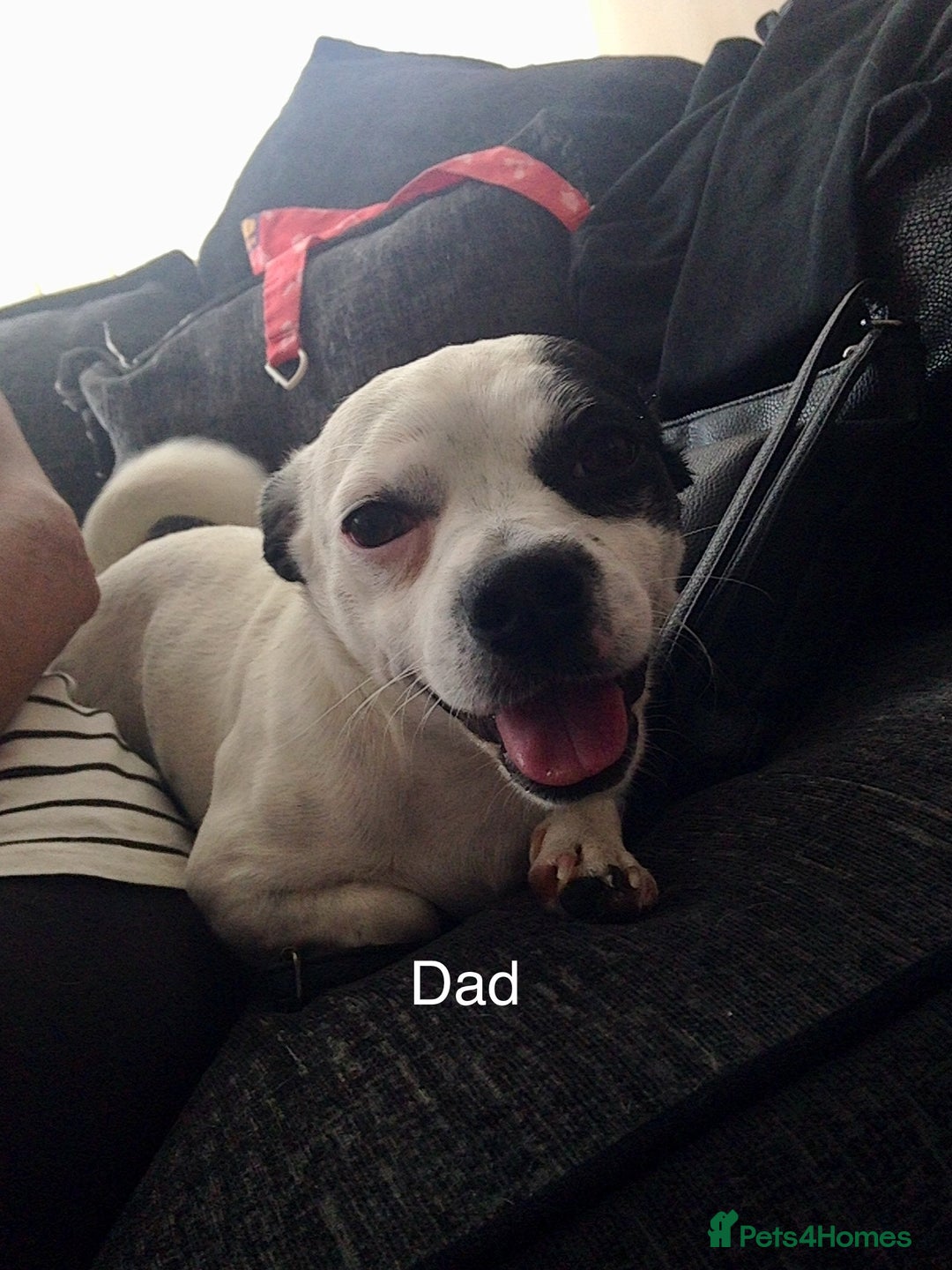 Jack Russell dogs for sale: Jack Russel  - Advert 6