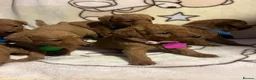 Labradoodle dogs for sale: Labradoodle Fox Red❤️❤️❤️ - Advert 11