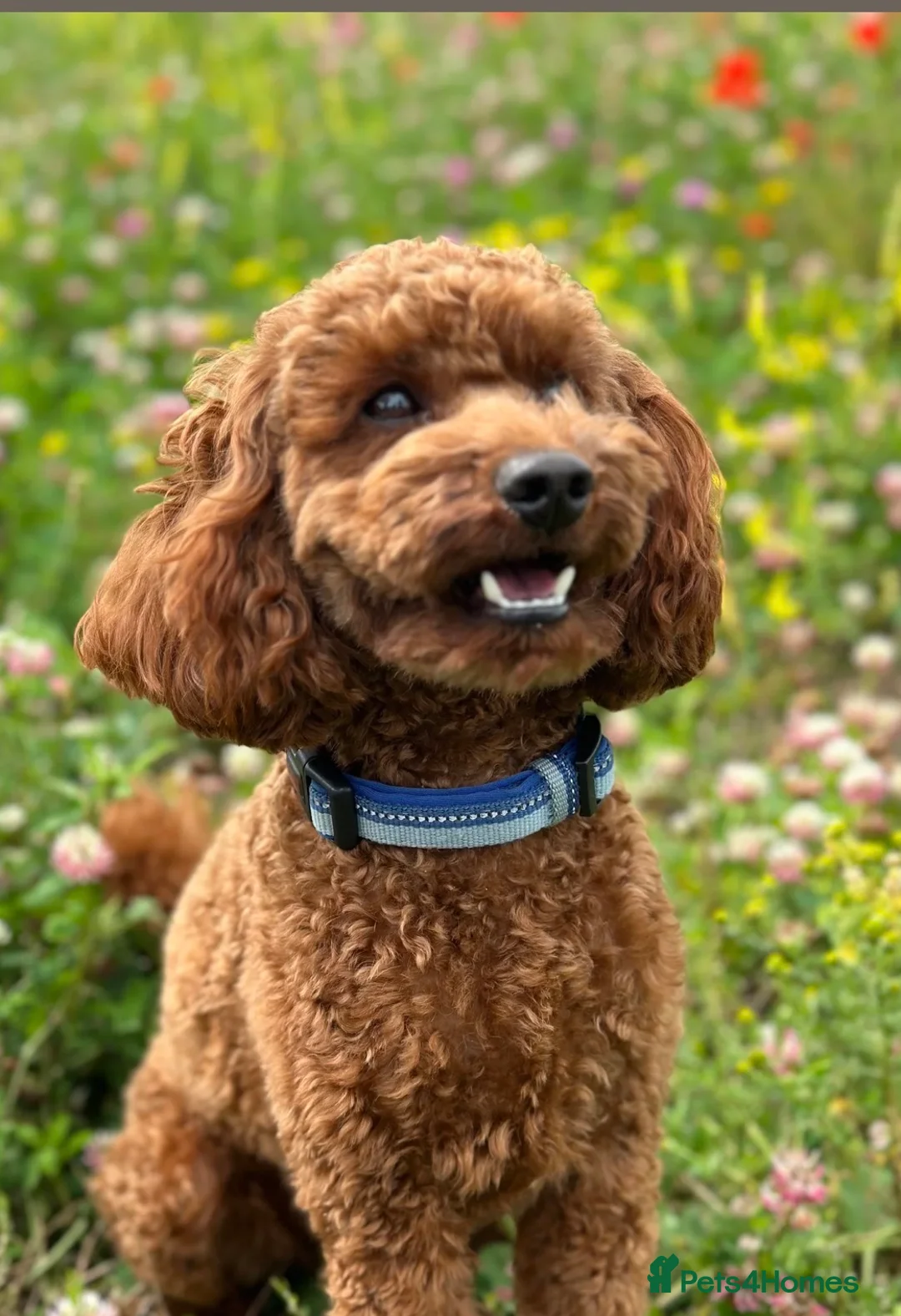 Cockapoo dogs for sale: Beautiful health tested F1 Cockapoo puppies in Tunbridge Wells - Advert 4