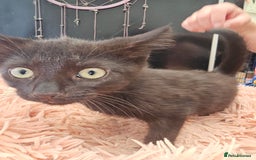 Mixed Breed cats for sale: KITTENS READY TO LEAVE NOW ONLY  1 BLACK GIRL LEFT - Image 6