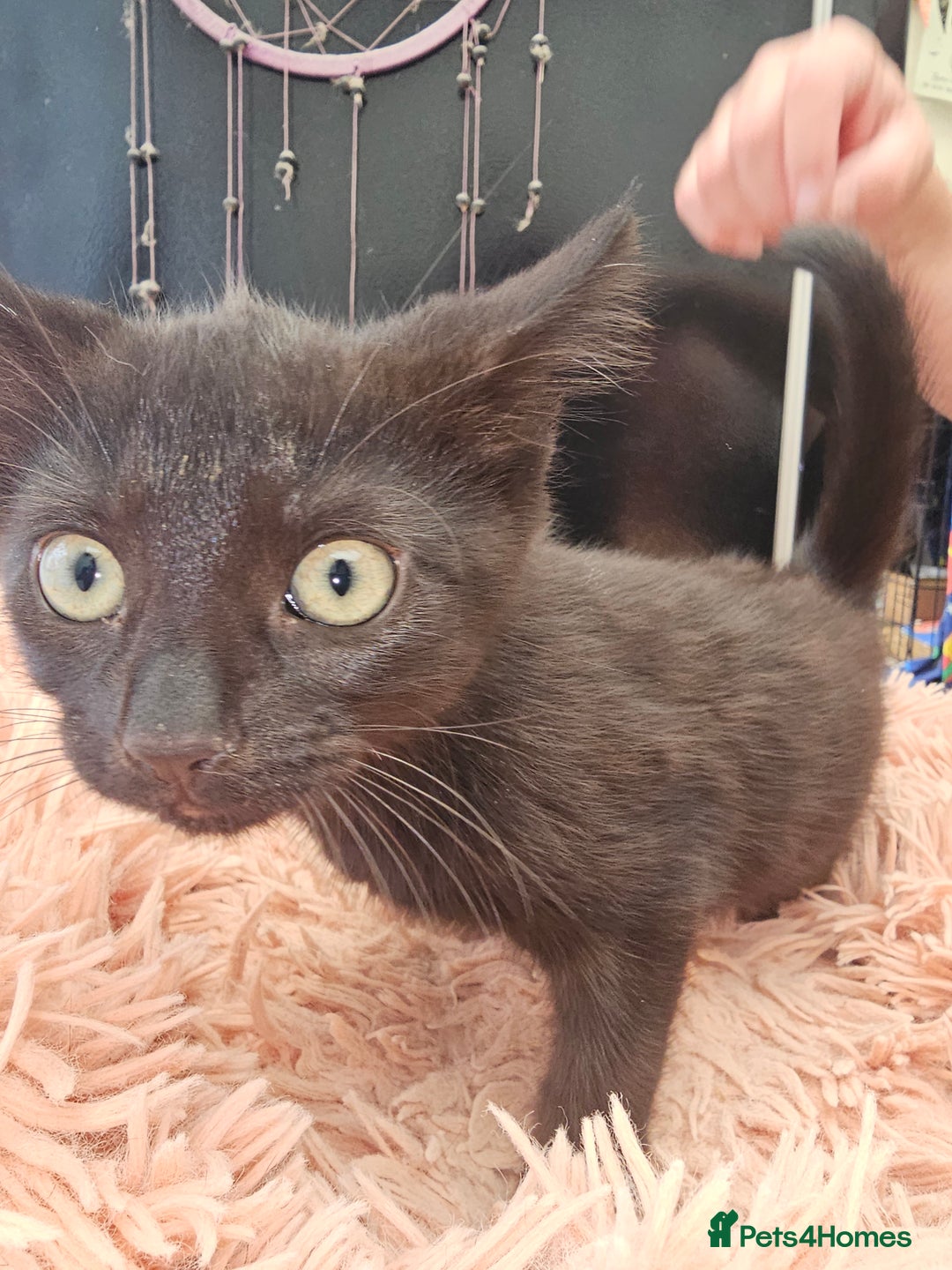 Mixed Breed cats for sale: KITTENS READY TO LEAVE NOW ONLY  1 BLACK GIRL LEFT - Image 6