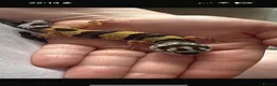 Leopard Gecko reptiles for sale: Baby Leopard Geckos - Advert 6