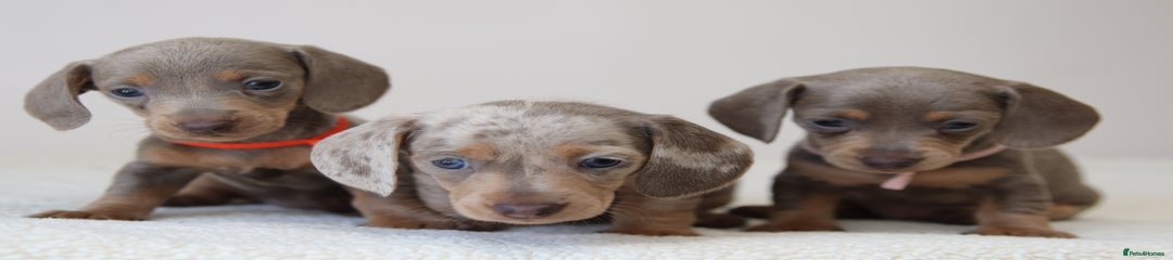 Miniature Dachshund Puppy 6