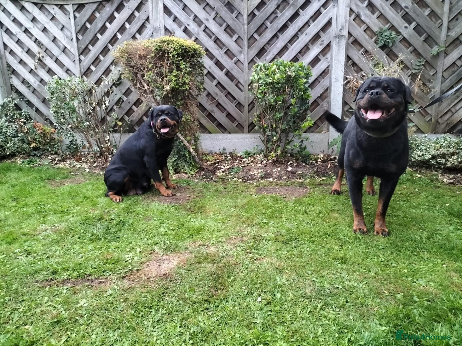Rottweiler dogs German rottweiler pups now ready  - Advert 1