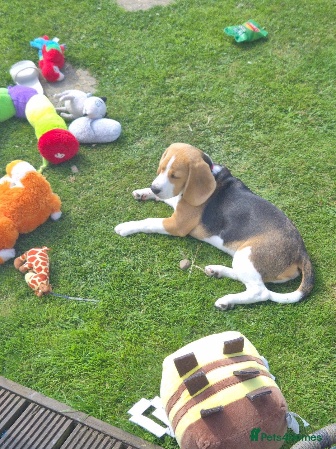 Beagle dogs for sale: Looking for a new loving family 10 mouths beagle  - Advert 14