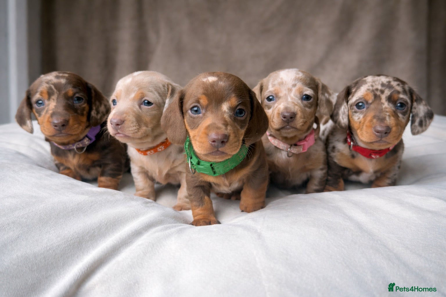 Miniature Dachshund dogs Smooth haired miniature dachunds.  - Advert 2