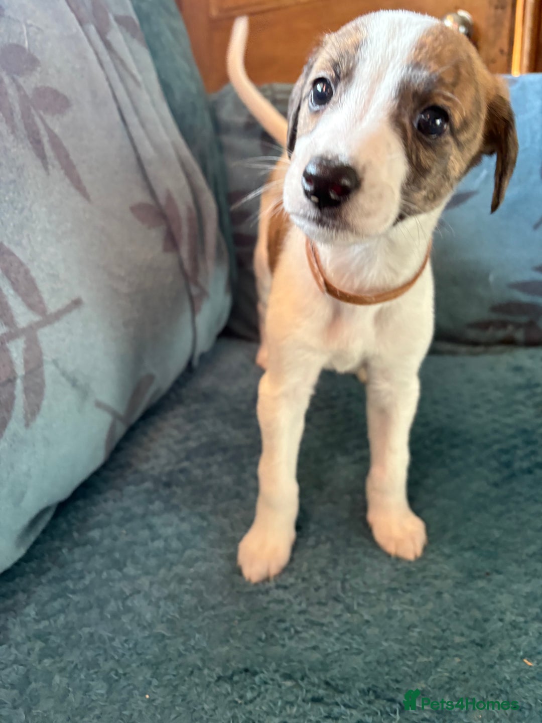 Whippet dogs for sale: 8 WHIPPET PUPPIES   - Image 21