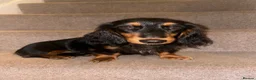 Miniature Dachshund dogs for sale: 6 month old girl KC reg pra clear cream carrier - Advert 3