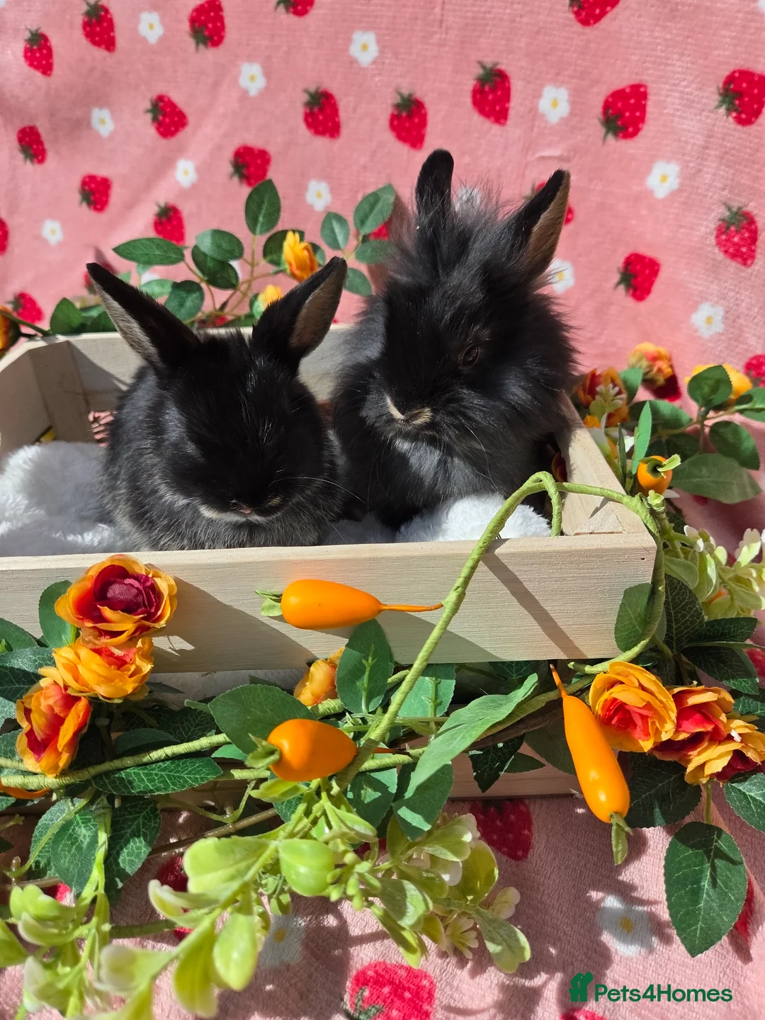 Mixed Breed rabbits for sale: Netherland Dwarf x Lion head ready ☆15th may - Advert 1