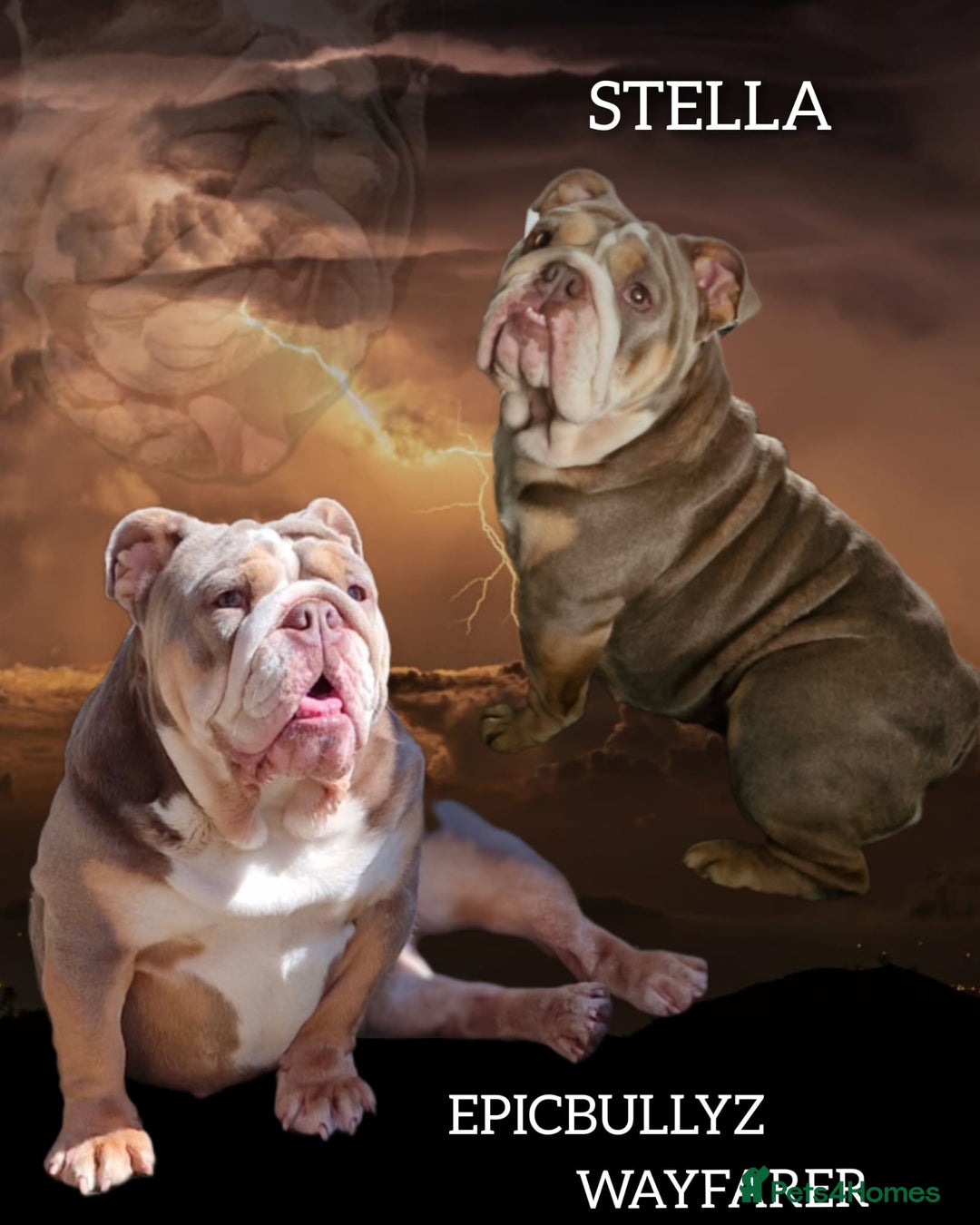 English Bulldog dogs for sale: Epic bullyz bulldog stella - Advert 7