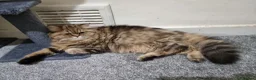 Persian cats for sale: Adorable Persian x British Longhair.  - Advert 5