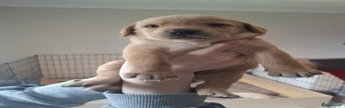 Buddy 