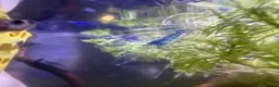Shrimps fish for sale: Blue velvet shrimp neocaridina in Thornton Heath - Advert 13