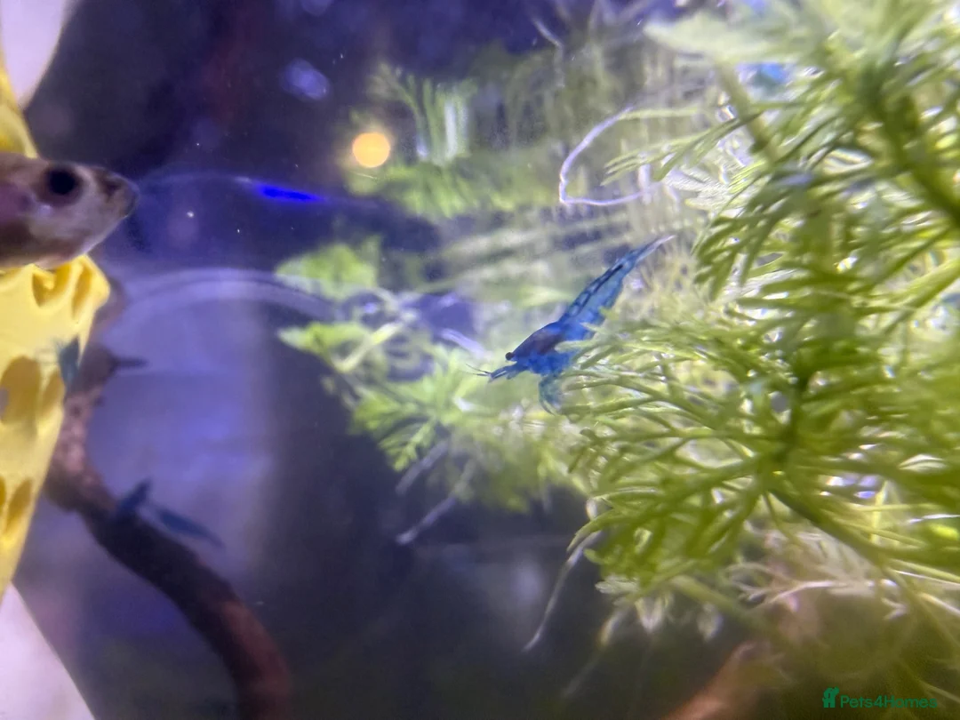 Shrimps fish for sale: Blue velvet shrimp neocaridina in Thornton Heath - Advert 13