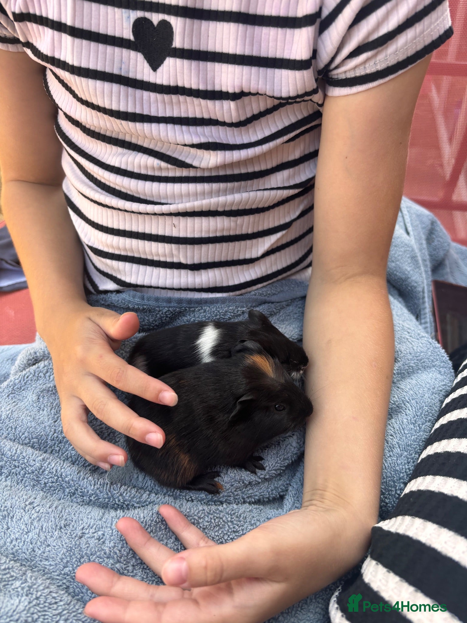 Guinea Pig rodents 2 female baby guinea pigs  - Advert 4