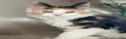 Maine Coon cats for sale: TICA Reg Maine Coon Kitten only one Red boy left  - Advert 21