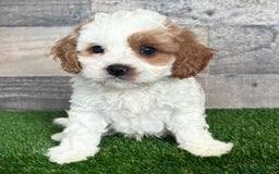 Cavapoo dogs for sale: Beautiful Toy Cavapoo Puppies for sale - Image 13