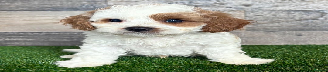 Cavapoo Puppy 3