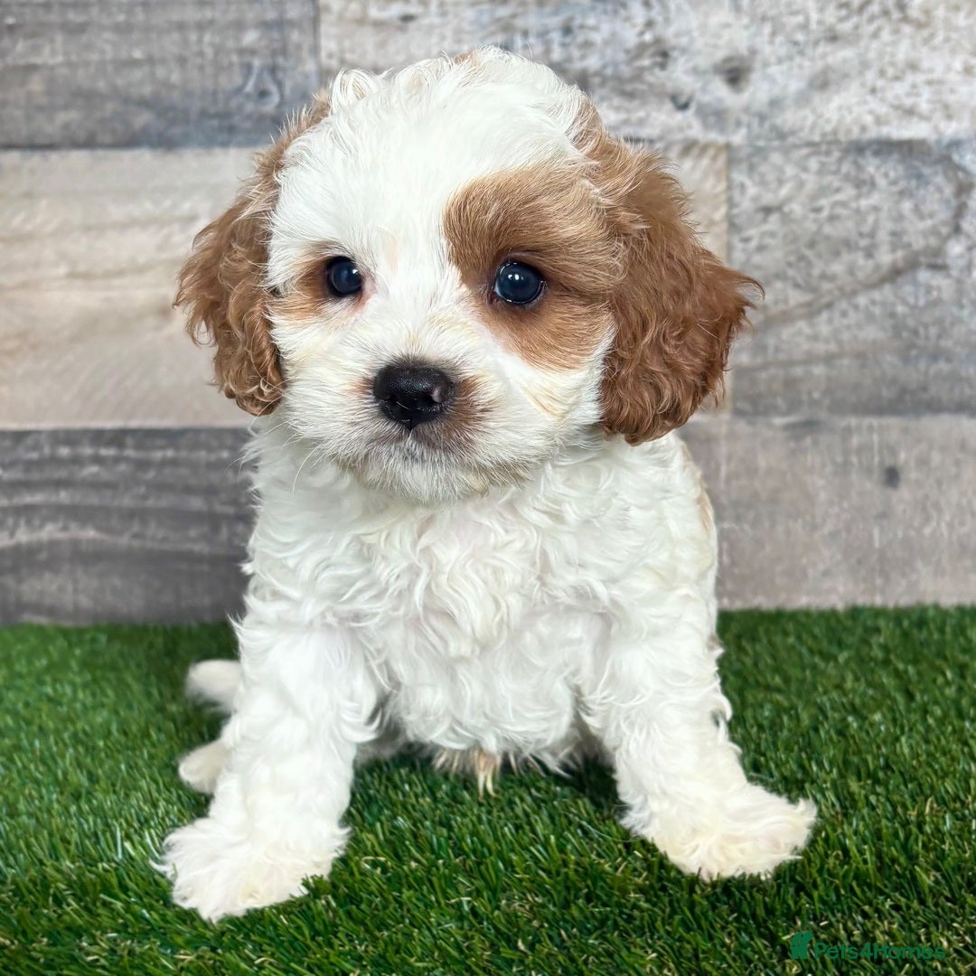 Cavapoo dogs for sale: Beautiful Toy Cavapoo Puppies for sale - Image 13