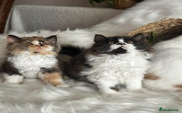 British Shorthair cats for sale: Pedigree Champion line BLH/BSH kittens 🩵🩷💙 - Image 19