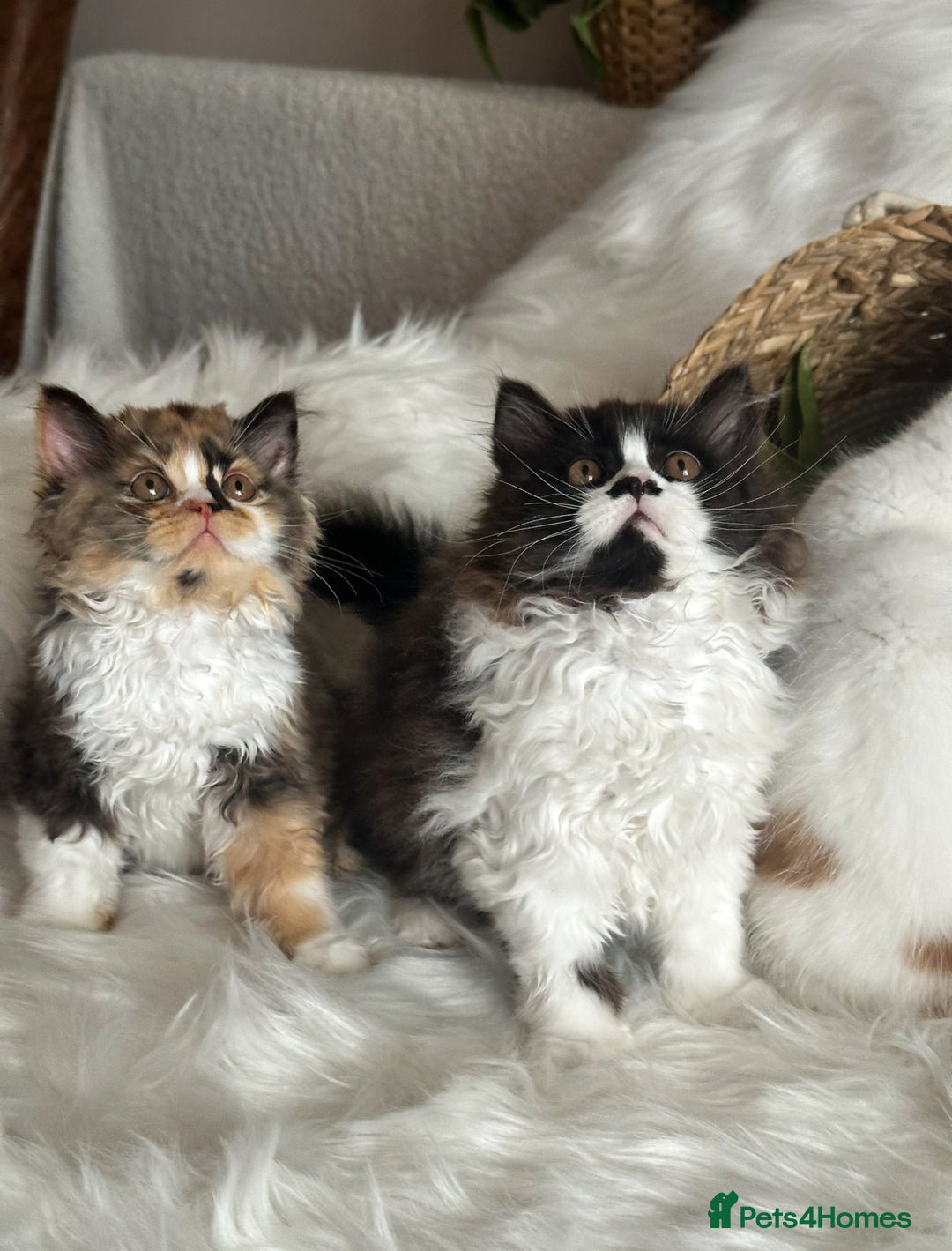 British Shorthair cats for sale: Pedigree Champion line BLH/BSH kittens 🩵🩷💙 - Image 19