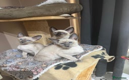 Siamese cats for sale: 3 affectionate Siamese kittens available  - Image 1