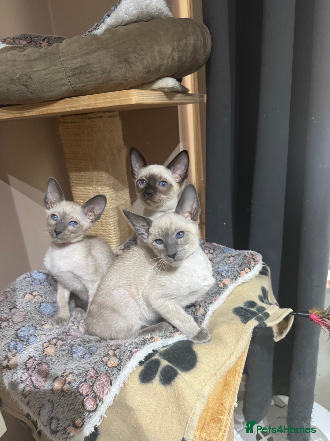 Siamese cats for sale: 3 affectionate Siamese kittens available  - Image 1