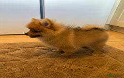 Pomeranian dogs for sale: ✨KC ready now last 3 girls  Pomeranian puppies in Wolverhampton - Image 5