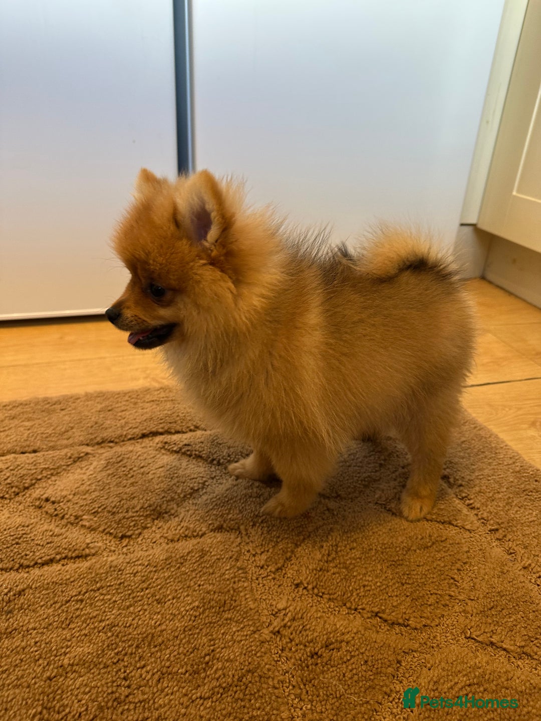 Pomeranian dogs for sale: ✨KC ready now last 3 girls  Pomeranian puppies in Wolverhampton - Image 5