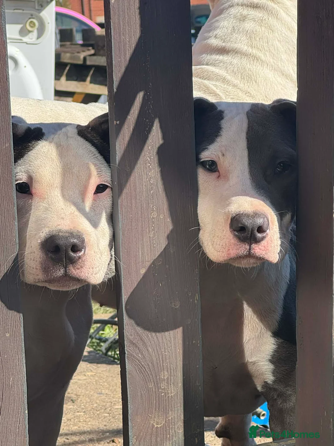 Mixed Breed dogs for sale: 2 beautiful 9month old  - Advert 1